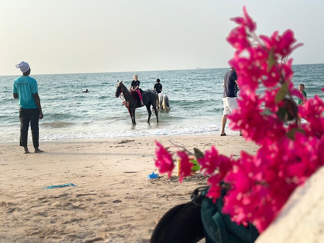 beach-horse-riding-swimming-ras-al-khaimah-uae